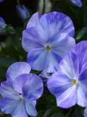gerainium jonsons blue